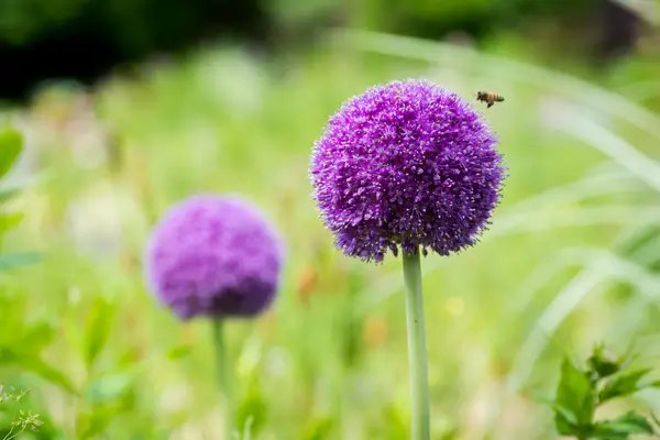 Sutilezas que Encantam: Fotografando Flores