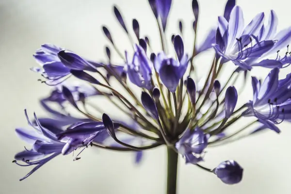 O Mundo das Flores em Miniatura