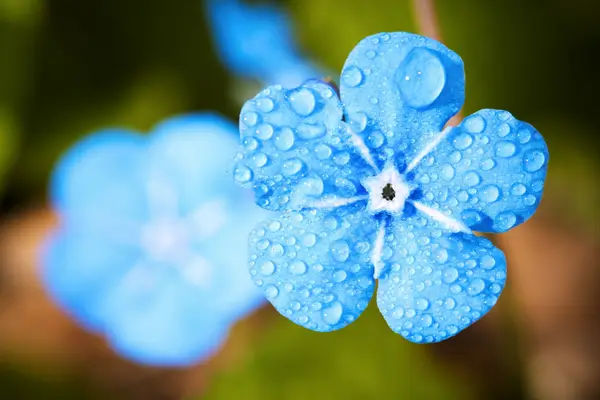 As Gotas d’Água nas Flores em Evidência