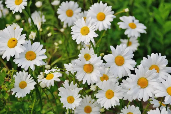 A Arte da Observação: Desenvolvendo o Olhar Aguçado de um Fotógrafo de Flores