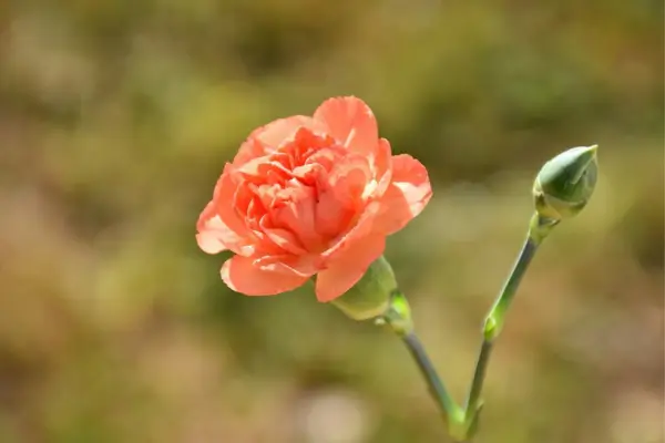 Fotografia de Flores em Estágios de Desenvolvimento