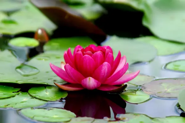 Plantas Adaptáveis e a Resiliência da Flor de Lótus