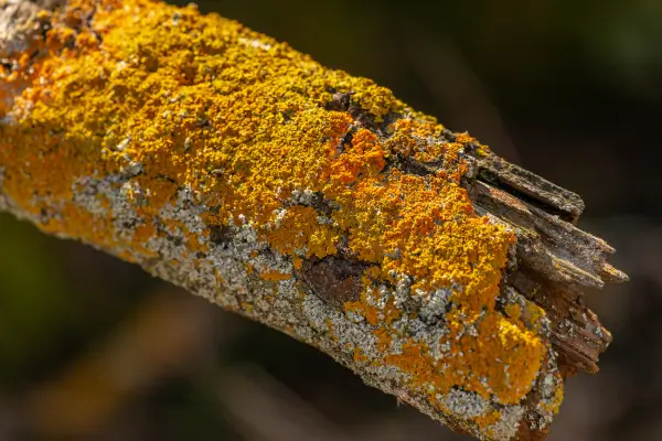 Micromundo Colorido: As Colônias de Fungos na Natureza 