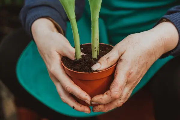 Plantas Florais de Fácil Cultivo para Casa ou Trabalho