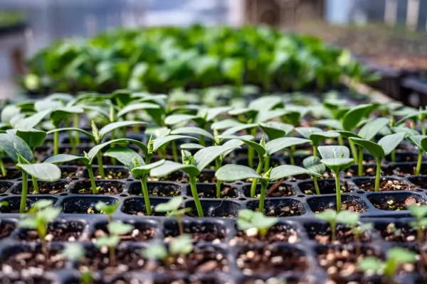 Métodos de Plantio no Cultivo de Flores