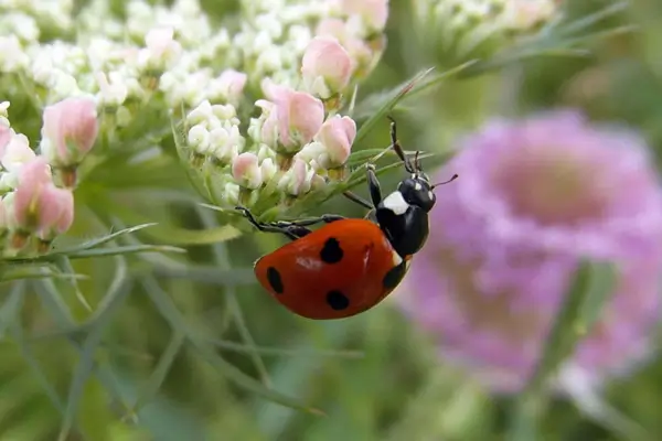 Interações Coloridas entre Flores e Insetos na Fotografia Macro