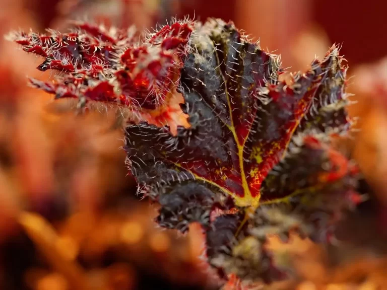 Os Tipos de Tricomas em Folhas de Begônia e Suas Funções para Prosperidade da Planta