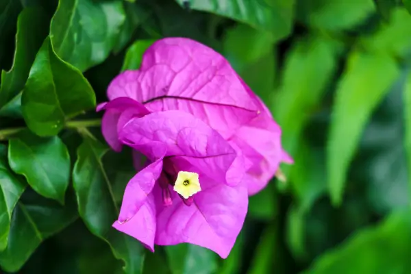 Fatores que Afetam a Coloração das Brácteas de Bougainvillea em Diferentes Estações do Ano