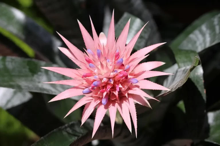 A Função e a Beleza dos Espinhos em Flores de Bromélia