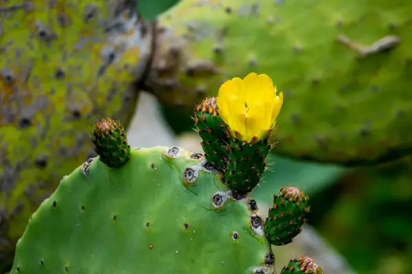 Ciclos de Floração Anual no Nordeste do Brasil