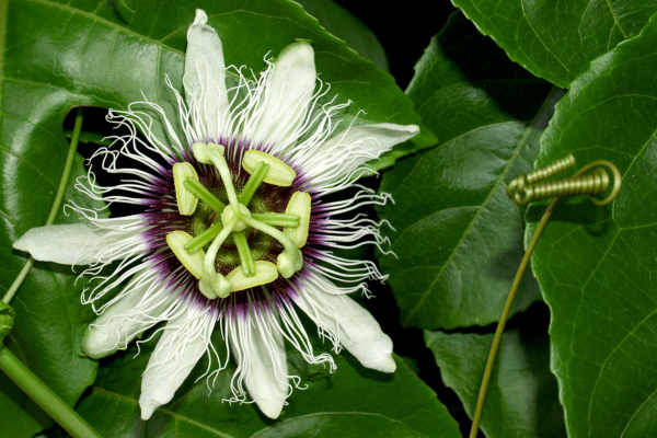 Flor de Maracujá e a Formação dos Tubos Polínicos desse Fruto Tropical