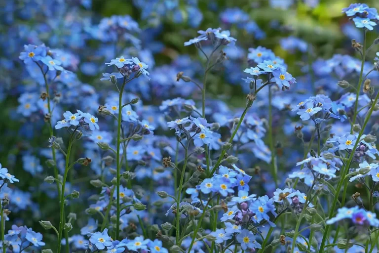 Influência da Altitude na Evolução de Flores de Montanha e seus Ciclos de Floração Únicos