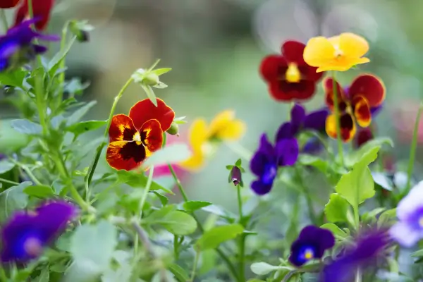 Combinações Cromáticas nas Flores: Harmonias Improváveis