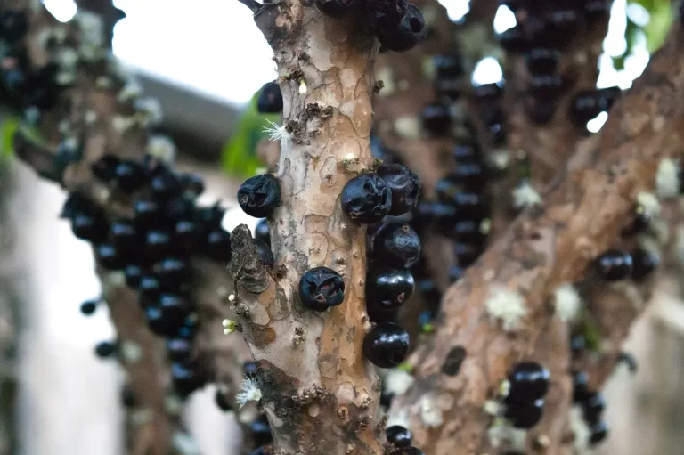 A Raridade das Plantas Que Produzem Flores e Frutos Diretamente no Caule