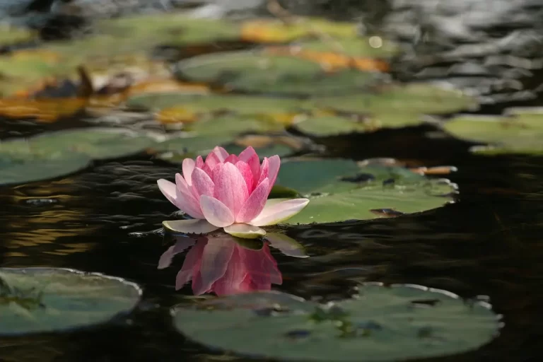 Os Padrões de Coloração em Flores de Lótus Rosa