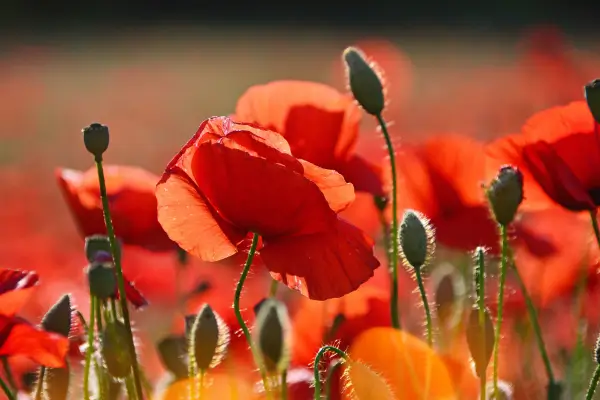 Cores Ancestrais: Flores que Carregam Tons Primitivos e Intrigantes