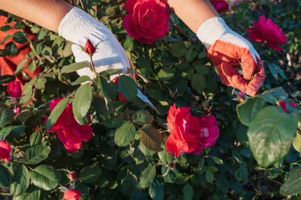 A Arte da Poda em Plantas Cultivadas por Entusiastas de Flores em Jardins Domésticos